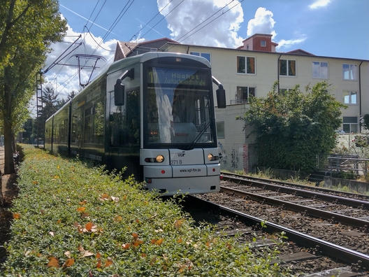 Eine Straßenbahn der Linie 11 am Mainufer in Fechenheim